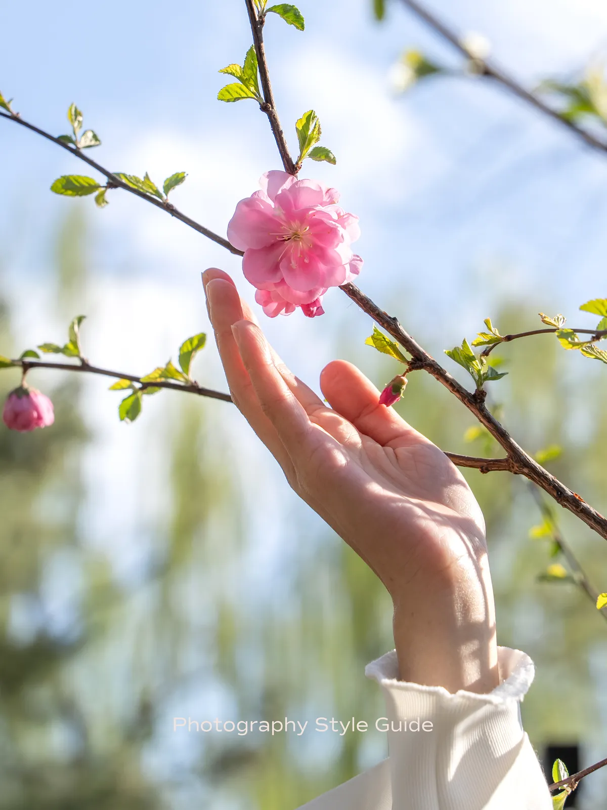 Circle of Light photography style guide: a hand reaching toward a pink blossom against a bright sky